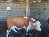Бұқа, Simmental cattle — 2-сурет