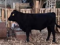 公牛, Aberdeen-Angus — 照片 1