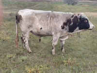 公牛, Simmental cattle — 照片 1