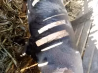 Sow, Pigs — photo 1