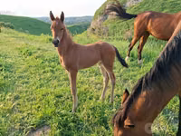 Hengst, Akhal-Teke — Foto 1