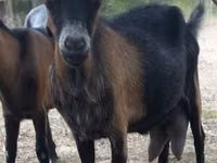 Ziege, Alpine goat — Foto 6