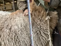 Қой, Arashan sheep — 5-сурет