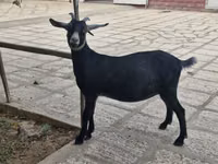 عنزة, Alpine goat — الصورة 3