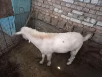 Cabro, Cabras — foto 6