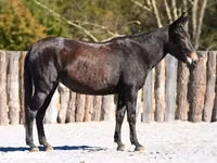 Yegua, Mule — foto 1