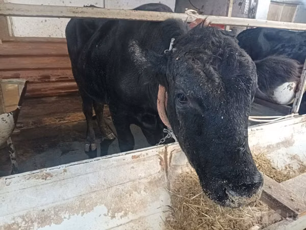 Rinder (Partie, Geschlecht nicht angegeben), Aberdeen-Angus
