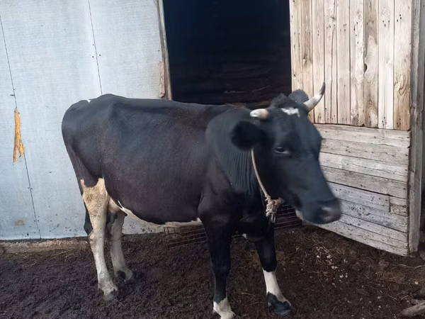 Sigir, Russian Black pied cattle