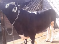 公牛, Holstein breed — 照片 2