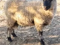 Қошқар, Shroshire sheep — 3-сурет