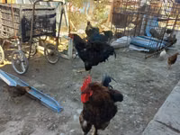 Chickens — foto 1