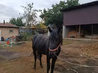 Caballo, Caballos — foto 4