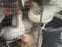 Chickens — الصورة 4