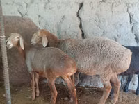 Schaf, Afghan Arabi sheep — Foto 2