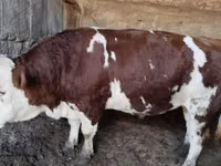 Bulle, Simmental cattle — Foto 6