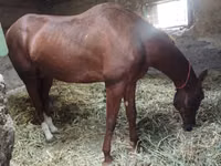 Hengst, Akhal-Teke — Foto 5