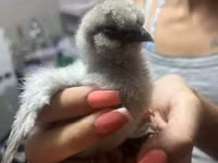 Silkie — photo 2