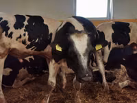 Buqa, Simmental cattle — 5-rasm
