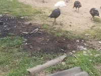 Guinea fowl — Foto 1