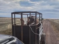 母牛, Simmental cattle — 照片 2