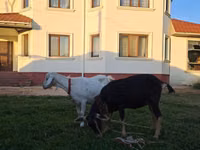 母山羊, Saanen goat — 照片 1