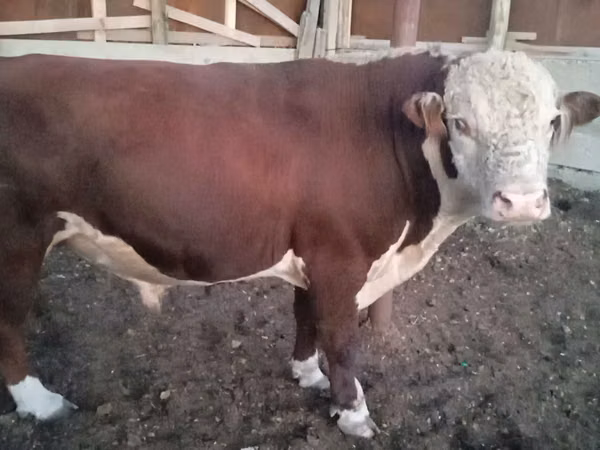 公牛, Kazakh White-headed cow — 哈萨克斯坦
