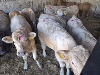 ثور, Charolais cattle — الصورة 7