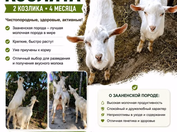 تيس, Saanen goat — أوزبكستان