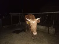 Kuh, Latvian Blue cattle — Foto 5