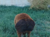 Widder, Qashqai sheep — Foto 3