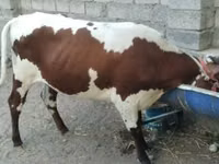 गाय, Simmental cattle — फ़ोटो 2