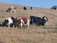 公牛, Holstein breed — 照片 1