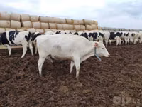 Kuh, Swiss cattle — Foto 8