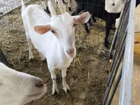 Ziege, Saanen goat — Foto 4