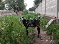Cabro, Nubian Goat — foto 3