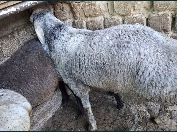 كبش, الأغنام — أوزبكستان