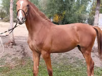 Hengst, Arabian horse — Foto 1