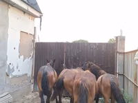 خيول (دفعة، الجنس غير محدد), Kazakh horse — الصورة 8