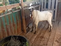 母山羊, Alpine goat — 照片 2