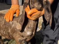 Ziege, Kamori goats — Foto 2