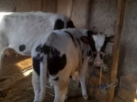 सांड, Russian Black pied cattle — फ़ोटो 6