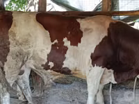 Bulle, Simmental cattle — Foto 2
