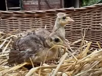 Guinea fowl — Foto 3