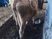 सांड, Russian Black pied cattle — फ़ोटो 6
