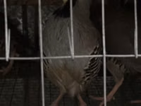 Guinea fowl — Foto 1
