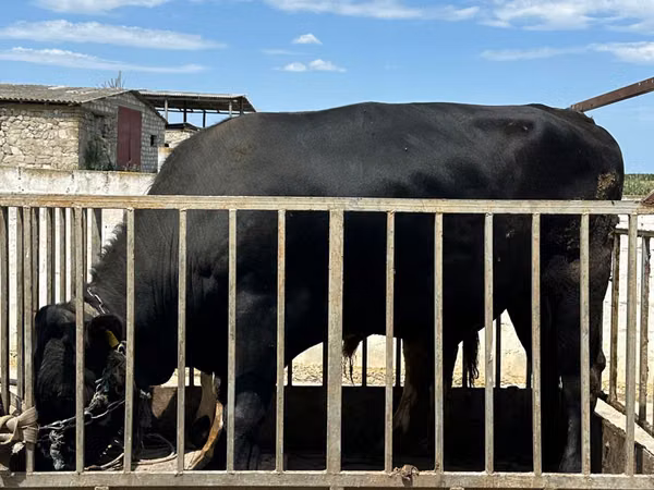 Bull, Aberdeen-Angus