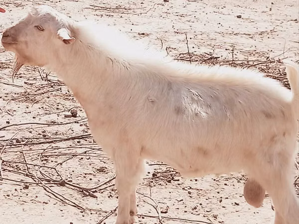 母山羊, Goats — 乌兹别克斯坦