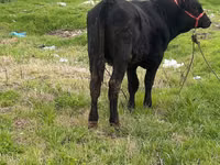 Rinder (Partie, Geschlecht nicht angegeben), Aberdeen-Angus — Foto 2