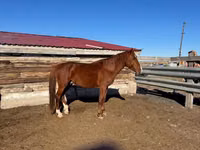 Hengst, Kazakh horse — Foto 2