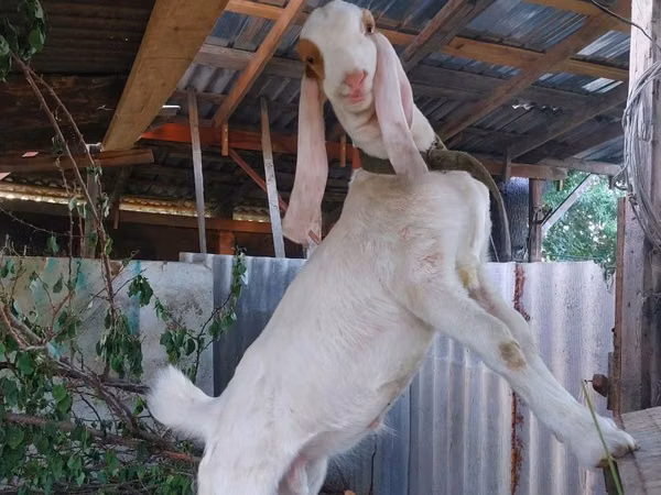 Ziegenbock, Kamori goats